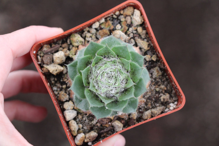Sempervivum infested with Mealy Bugs